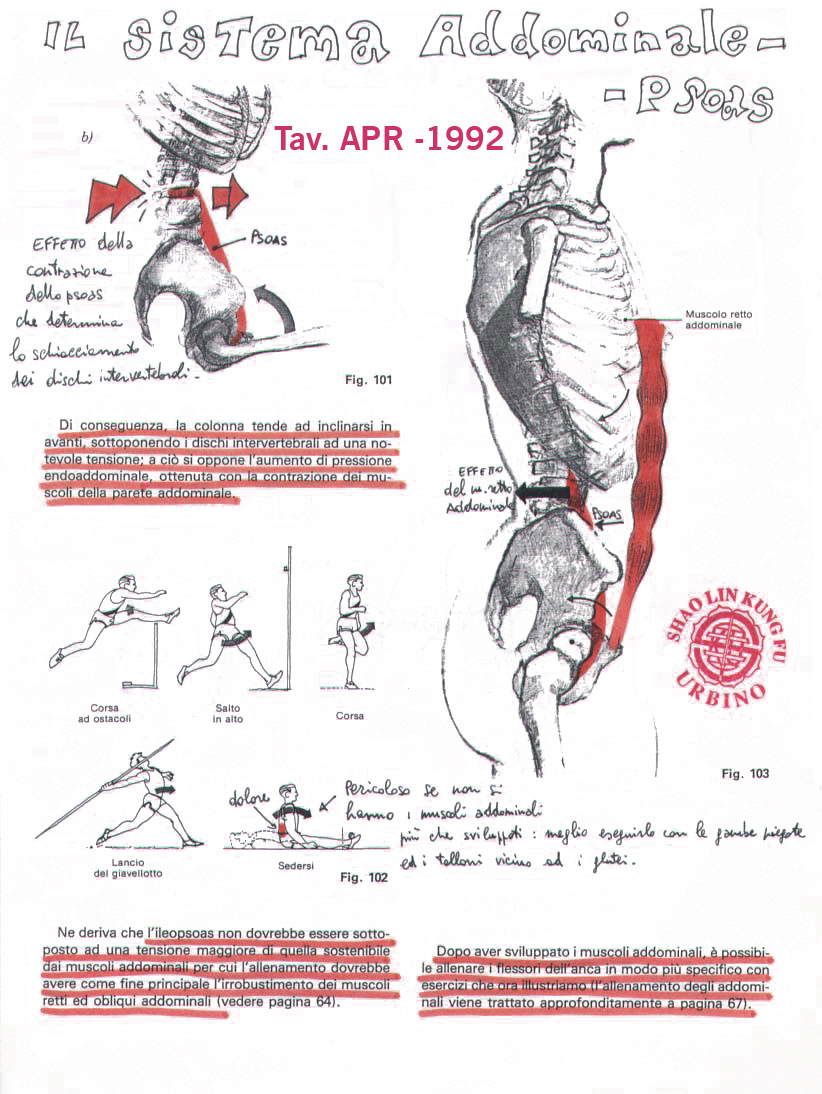 sistema ileo psoas antagonista del muscolo retto addominale