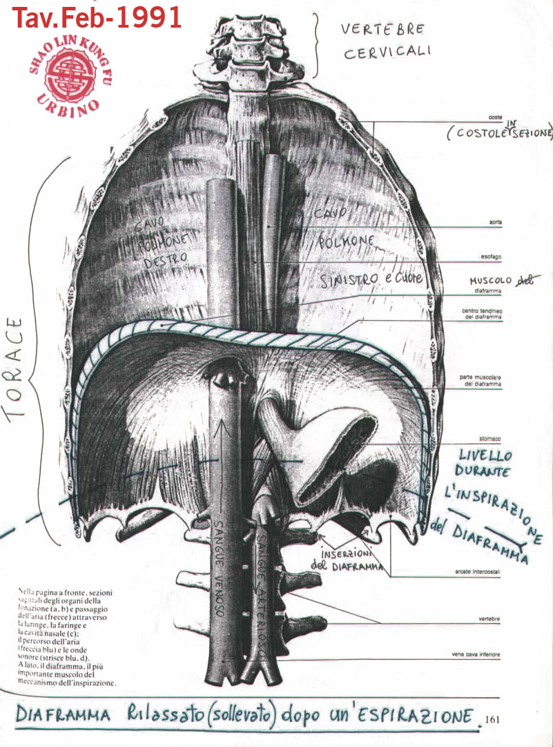 repirazione diaframma prana chi qi