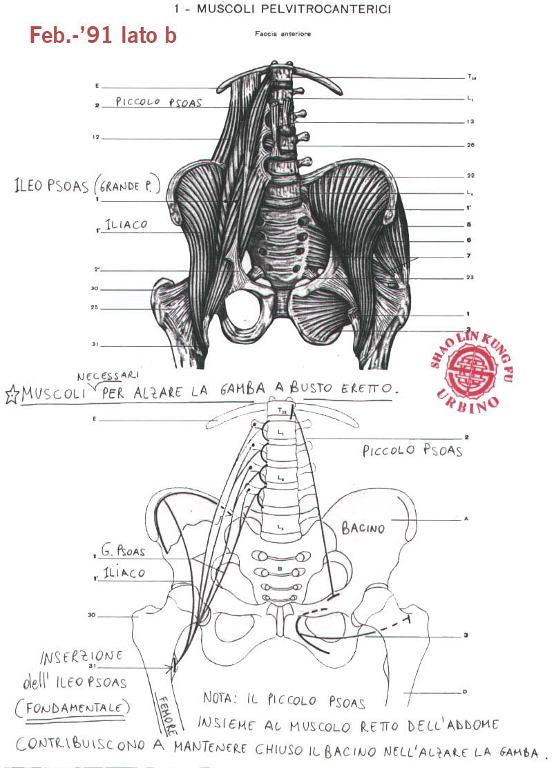 sistema ileo psoas antagonista del retto addominale