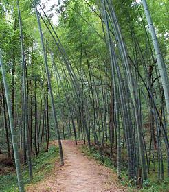 foresta di bamboo