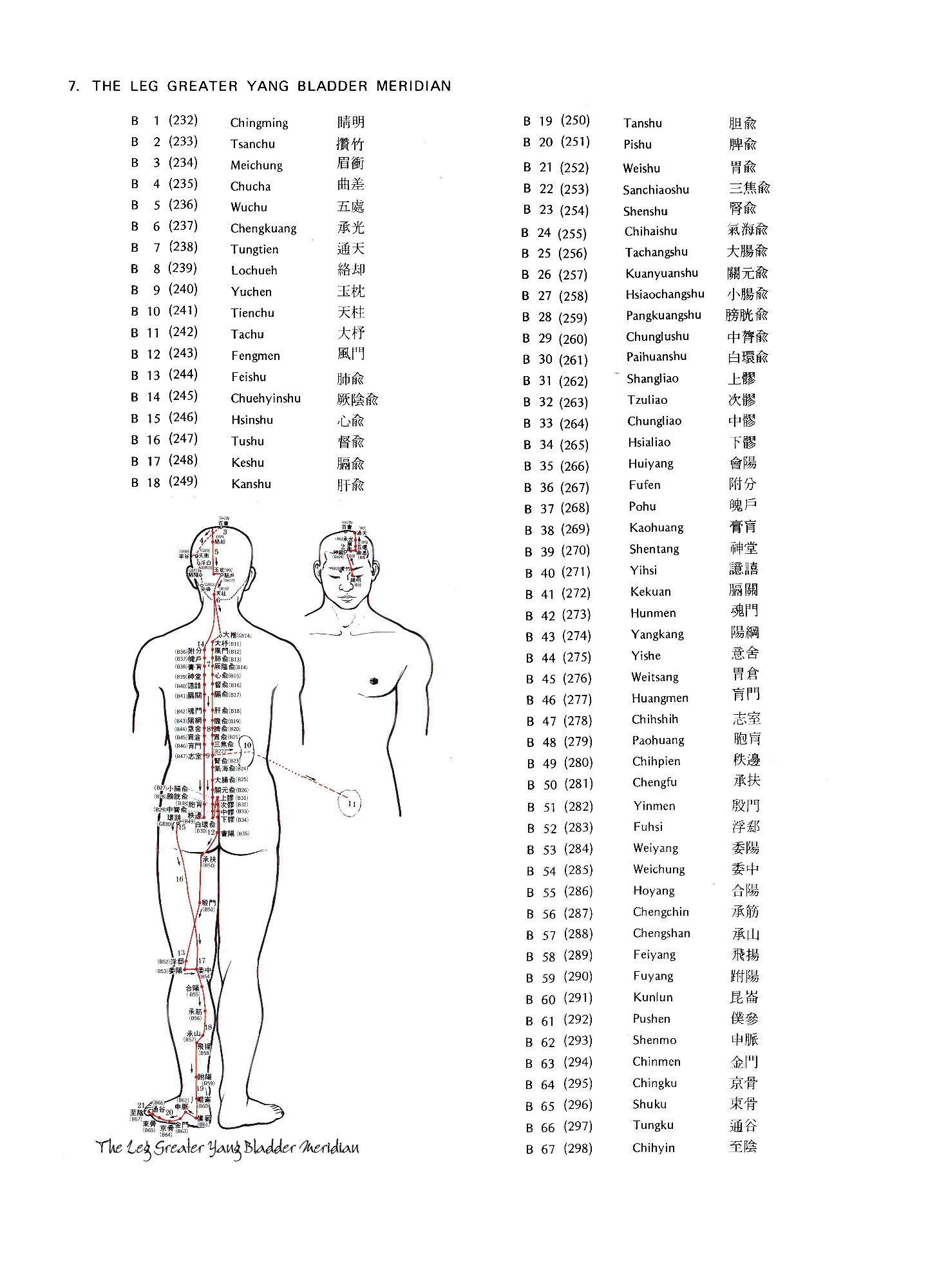 meridiano vescica bladder meridian agopunti